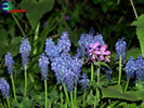 Szafirki (Muscari botryoides) i Miesiecznica (Lunaria annua)